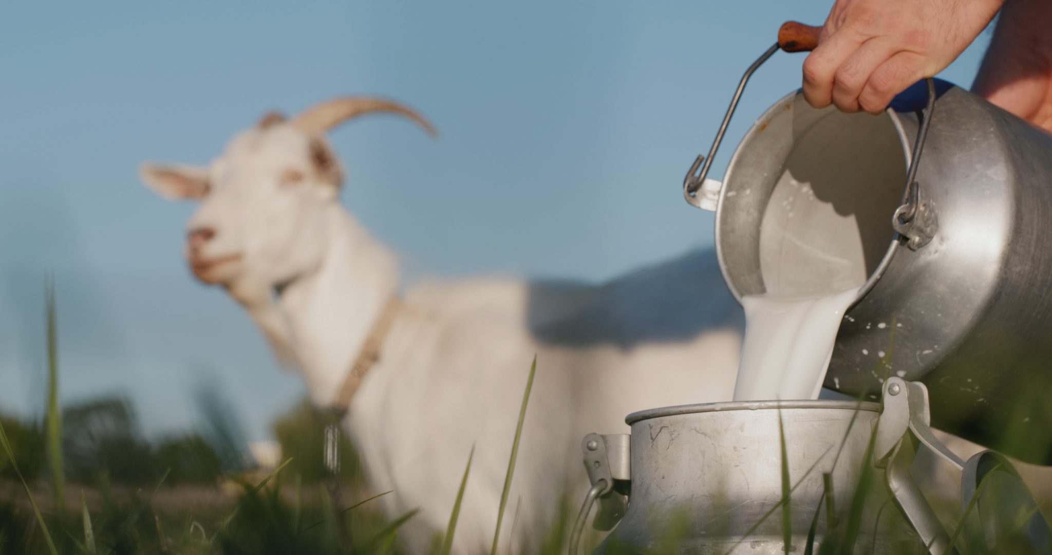 Getting Started With the Best Goats for Milk Goat Journal
